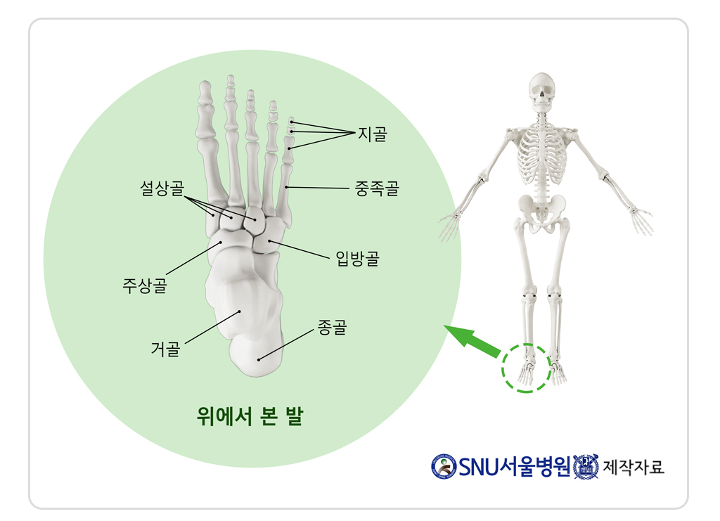 snu제작자료 위에서 본 발 구조 사진.