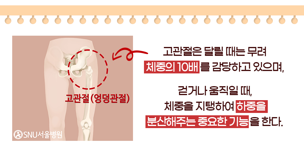 고관절은 달릴 때는 무려 체중의 10배 를 감당하고 있으며,걷거나 움직일 때, 체중을 지탱하여 하중을 분산해주는 중요한 기능을 한다.  