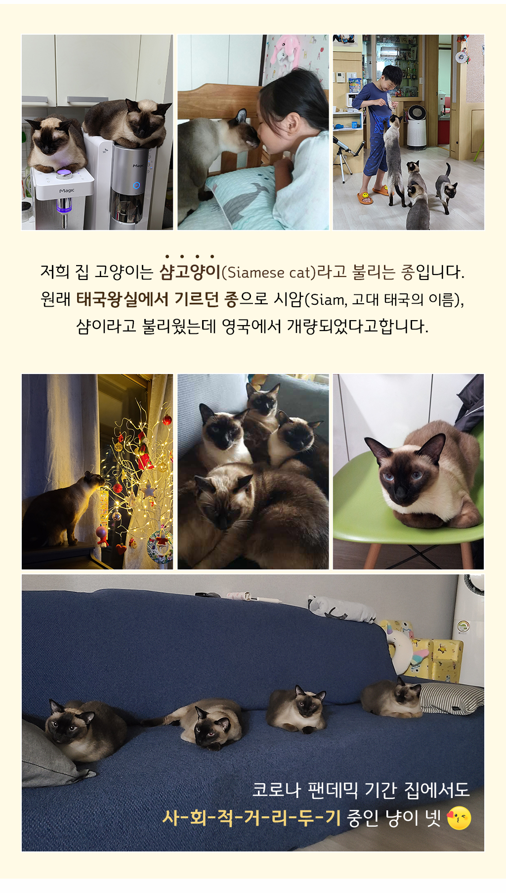 고양이들 사진 / 저희 집 고양이는 샴고양이(Siamese cat)라고 불리는 종입니다.원래 태국왕실에서 기르던 종으로 시암(Siam, 고대 태국의 이름), 샴이라고 불리웠는데 영국에서 개량되었다고합니다. /코로나 팬데믹 기간 집에서도 사-회-적-거-리-두-기 중인 냥이 넷 :)    