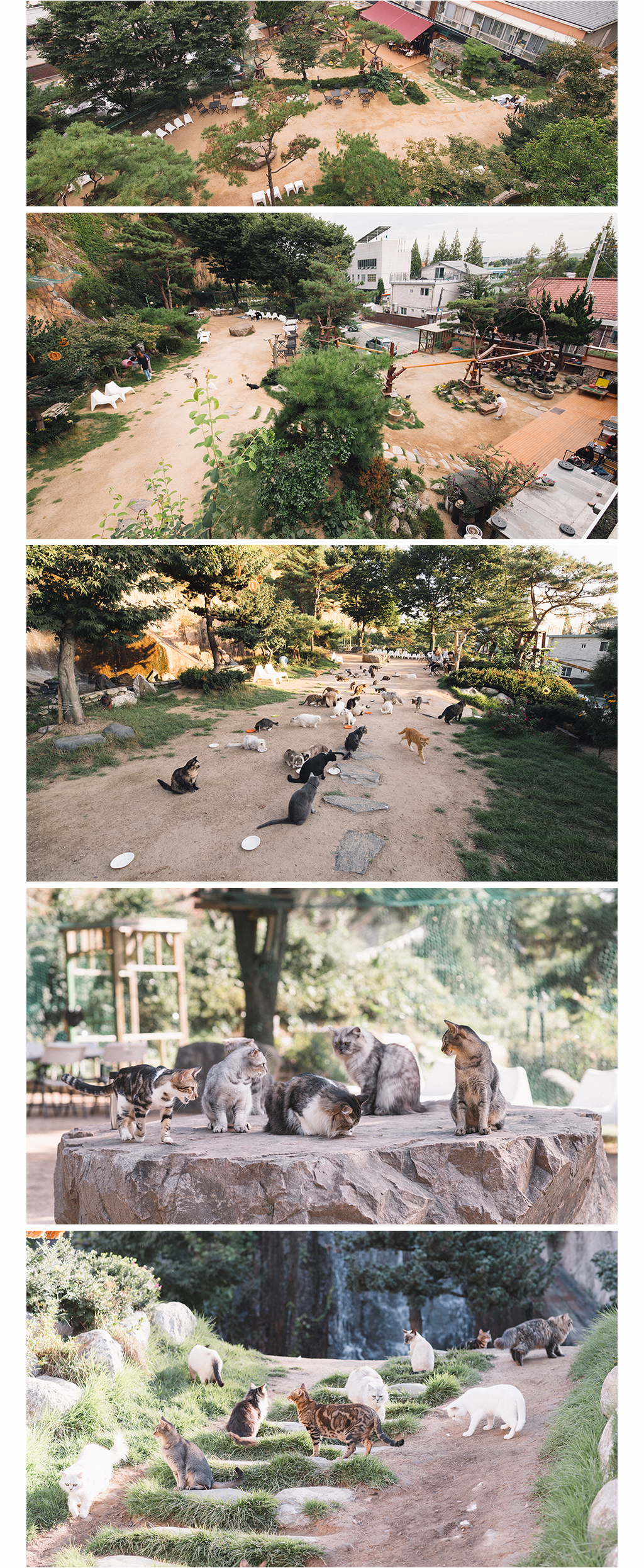 고양이 정원 홈페이지 사진 