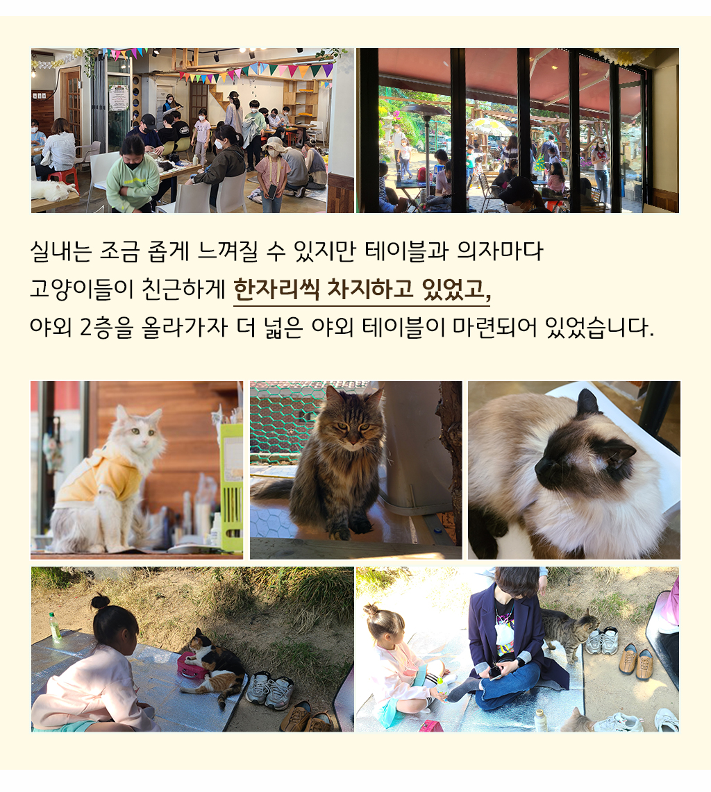 실내는 조금 좁게 느껴질 수 있지만 테이블과 의자마다 고양이들이 친근하게 한자리씩 차지하고 있었고, 야외 2층을 올라가자 더 넓은 야외 테이블이 마련되어 있었습니다.  
