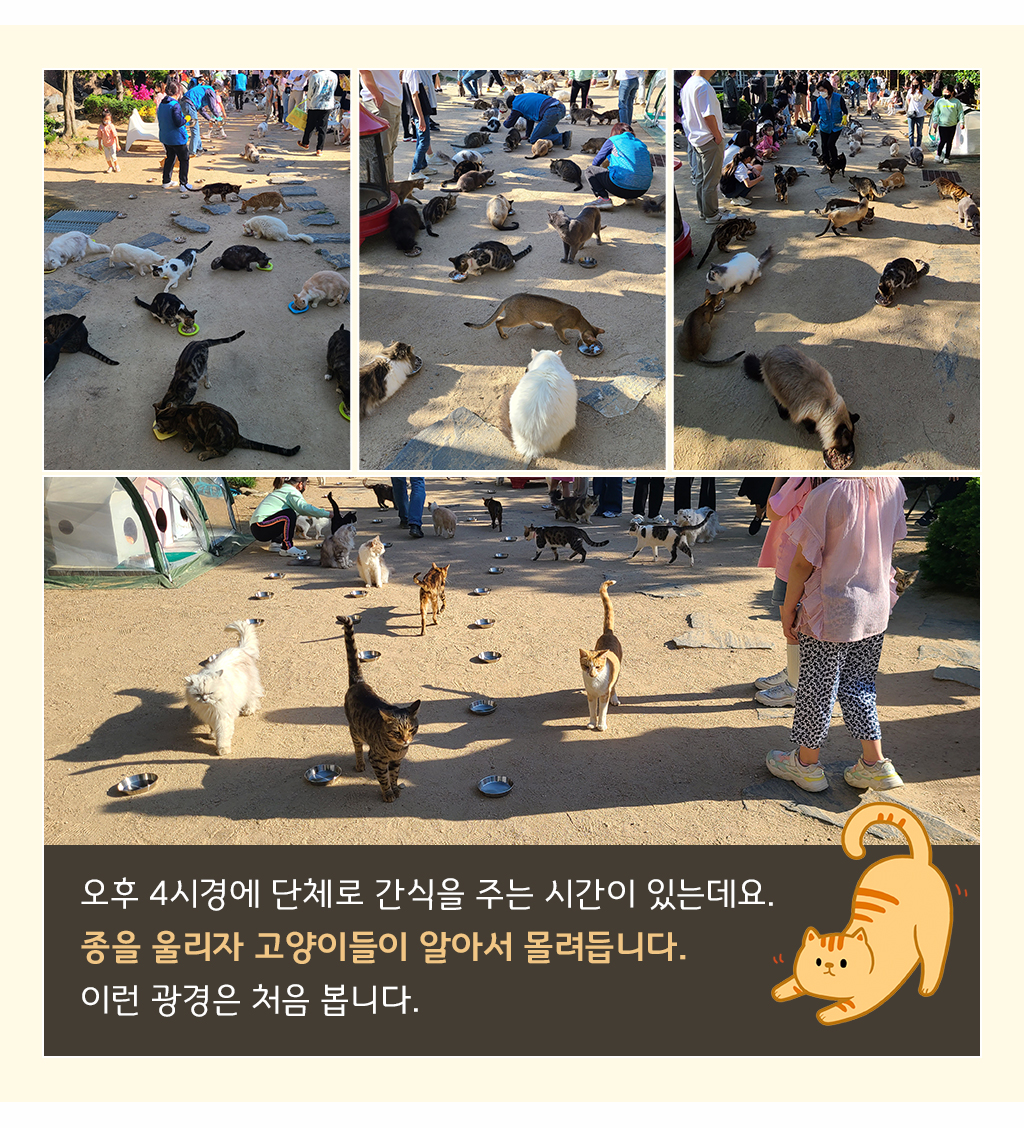 오후 4시경에 단체로 간식을 주는 시간이 있는데요.종을 울리자 고양이들이 알아서 몰려듭니다. 이런 광경은 처음 봅니다. 