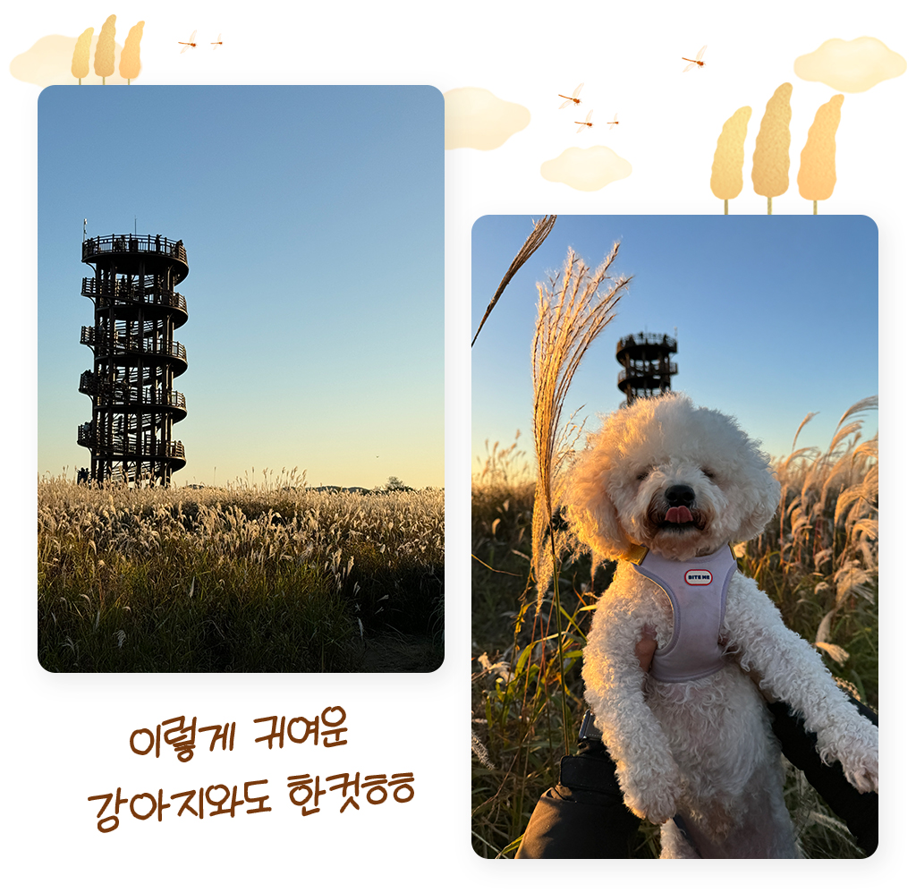 시흥 갯골생태공원에 있는 흔들전망대 사진과 갈대 밭에 있는 귀여운 강아지 사진