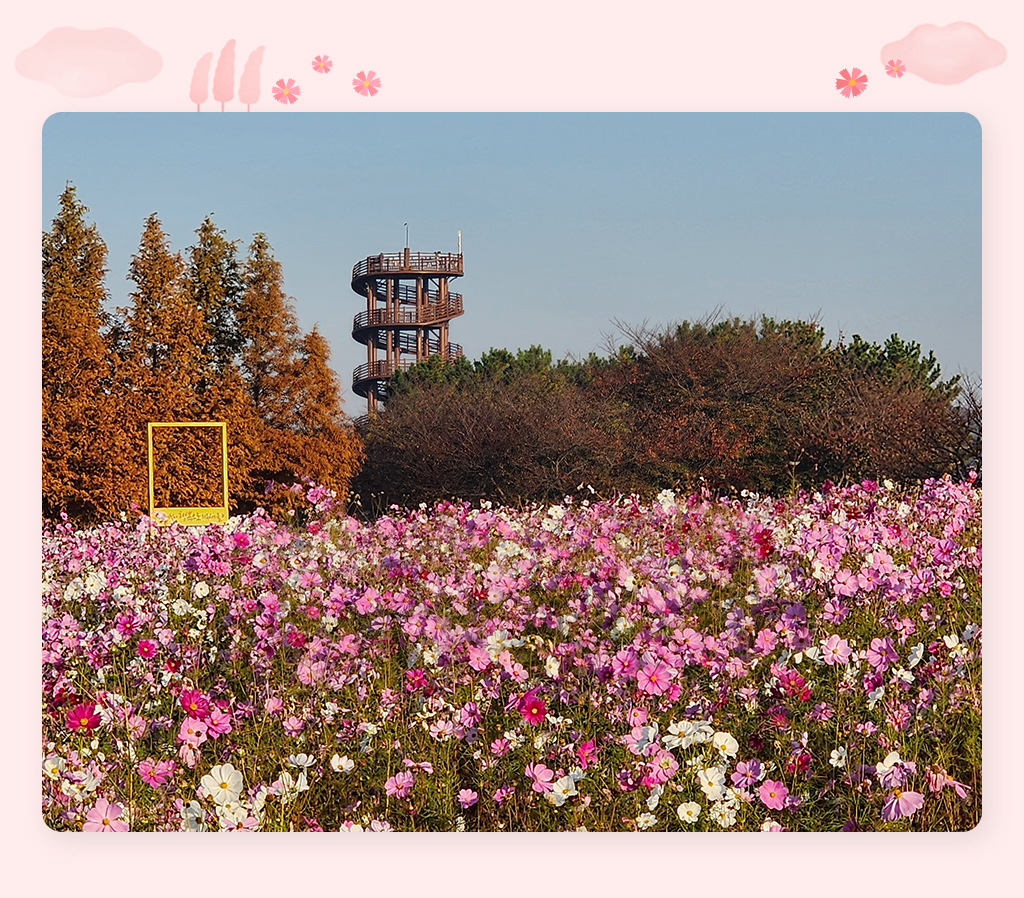 코스모스와 흔들전망대가 보이는 사진