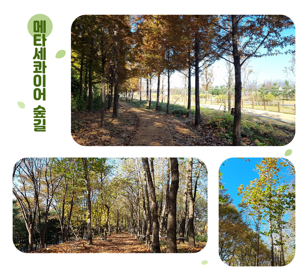 메타세콰이어 숲길 사진