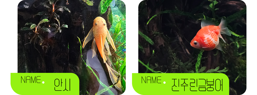 name:안시, name:진주린금붕어