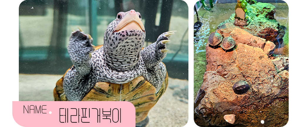 name:테라핀거북이