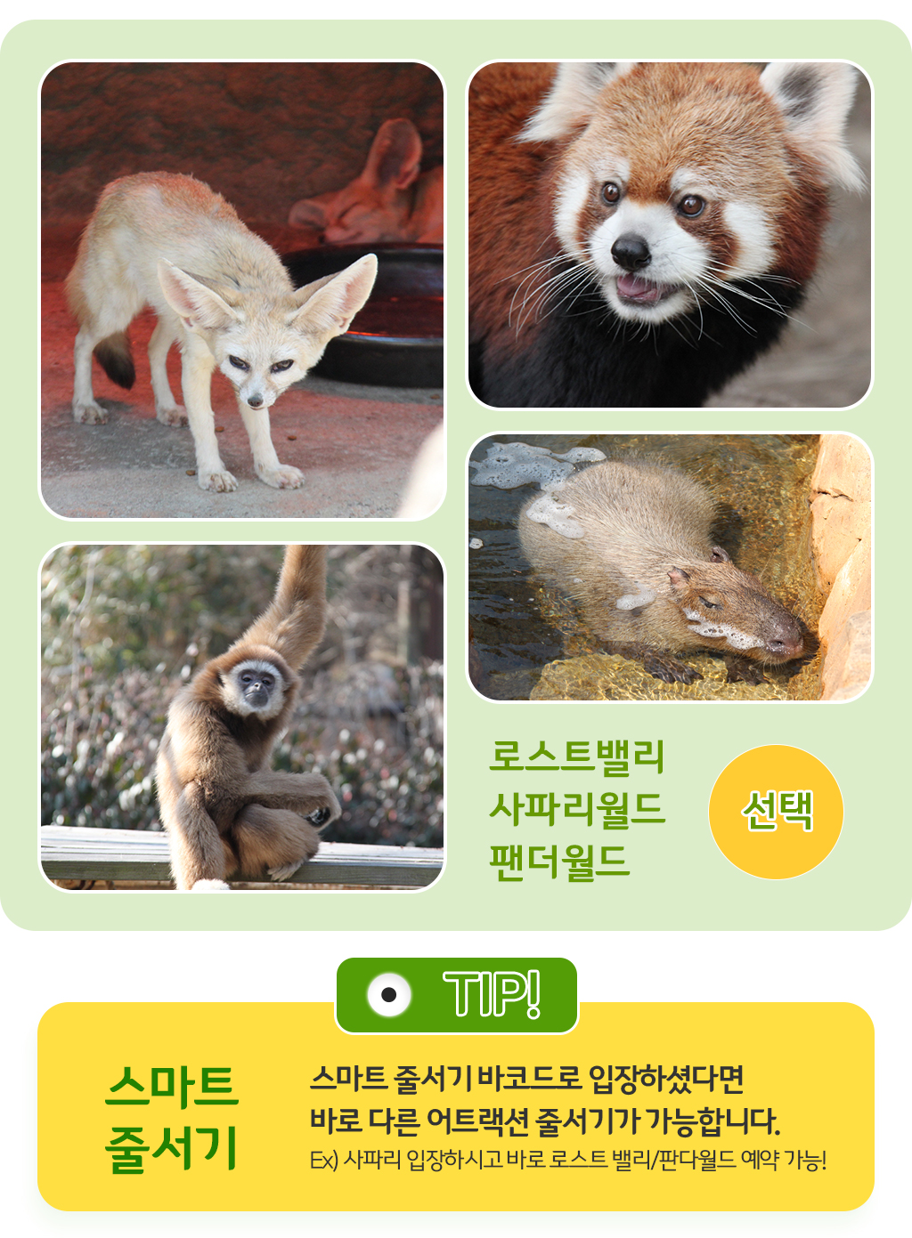 동물들 사진, 팁-스마트 줄서기 바코드로 입장하셨다면 바로 다른 어트랙션 줄서기가 가능합니다. Ex) 사파리 입장하시고 바로 로스트 밸리/판다월드 예약 가능!