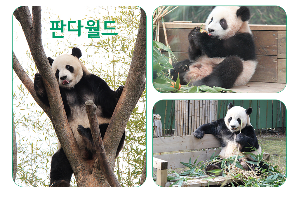 판다월드사진