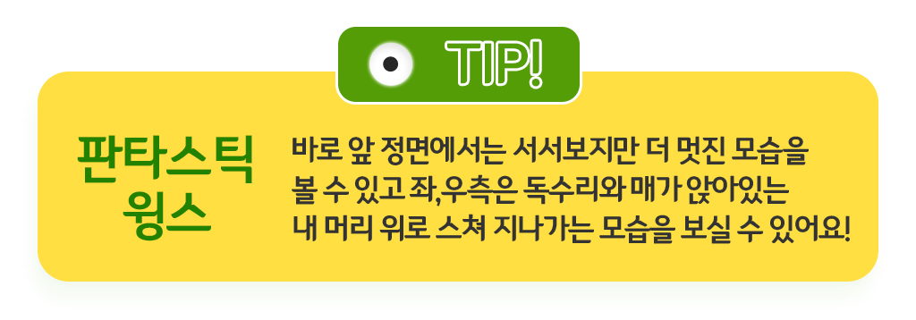 판타스틱윙스, 바로 앞 정면에서는 서서보지만 더 멋진 모습을 볼 수 있고 좌,우측은 독수리와 매가 앉아있는 내 머리 위로 스쳐 지나가는 모습을 보실 수 있어요!